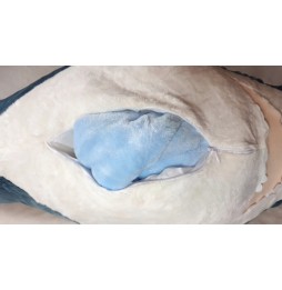 Shark Blanket 2in1 Plush with Cushion