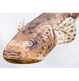 Gaby Fish Plush Pillow 97 cm