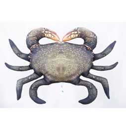 Perna Gaby crab roșu 60 cm