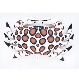 Gaby Crab Cushion Spotty 60cm